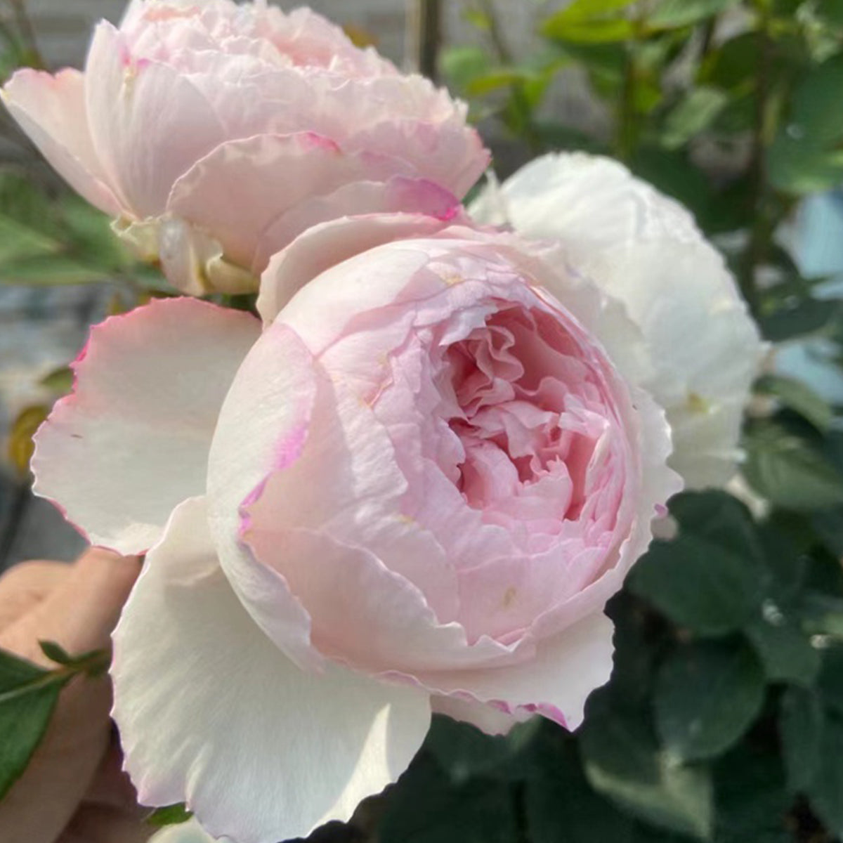 Cocotte Japanese Florist Shrub Rose