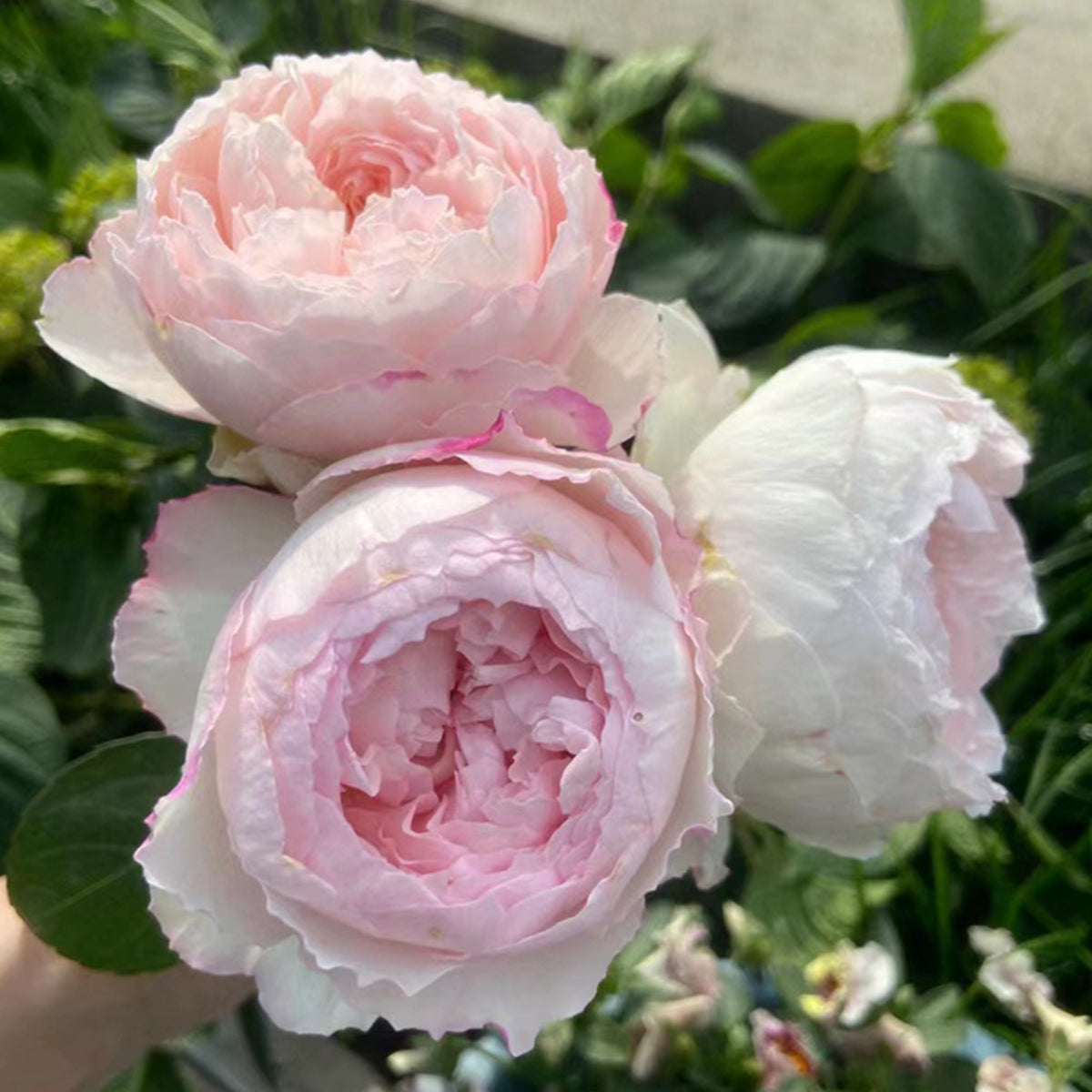 Cocotte Japanese Florist Shrub Rose