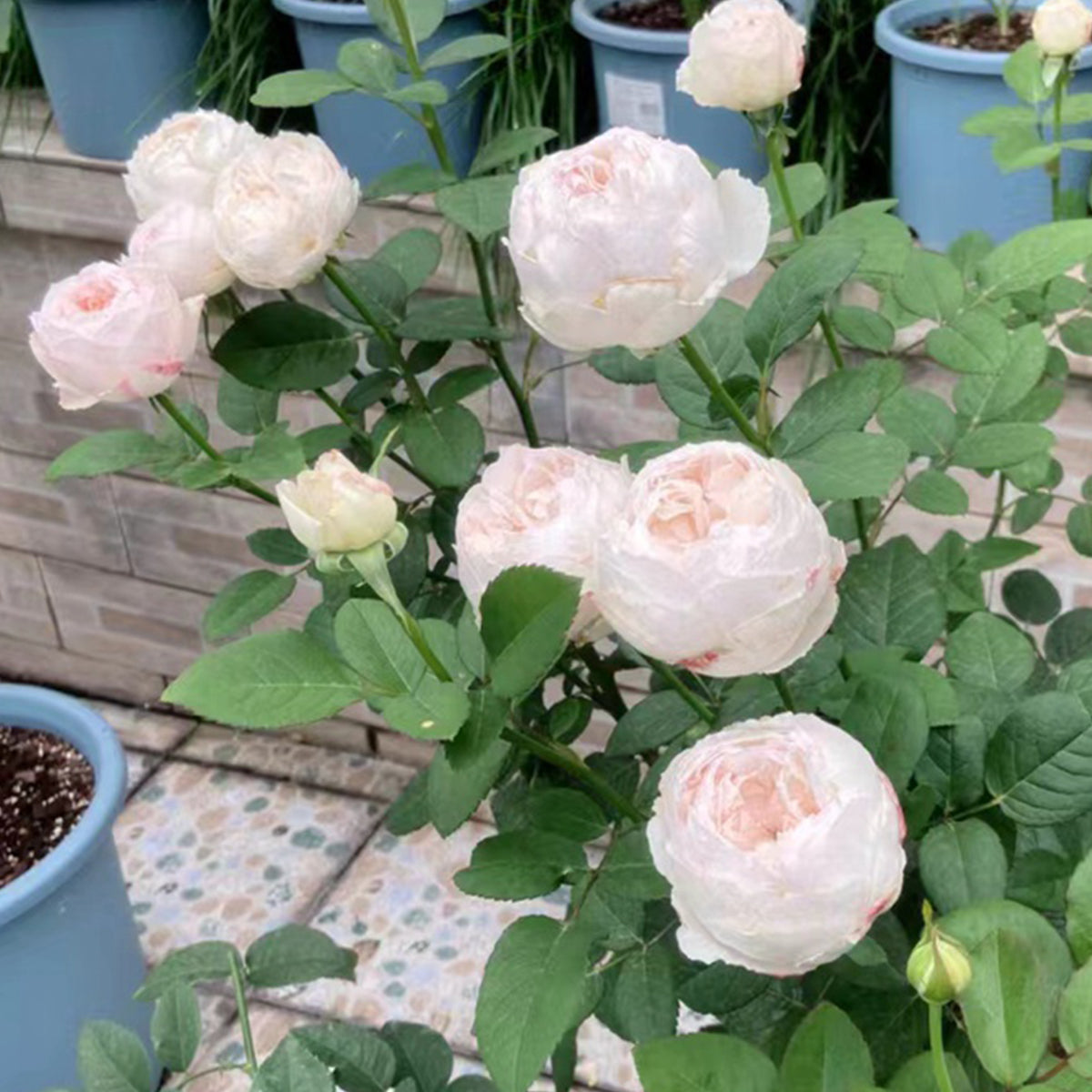 Cocotte Japanese Florist Shrub Rose