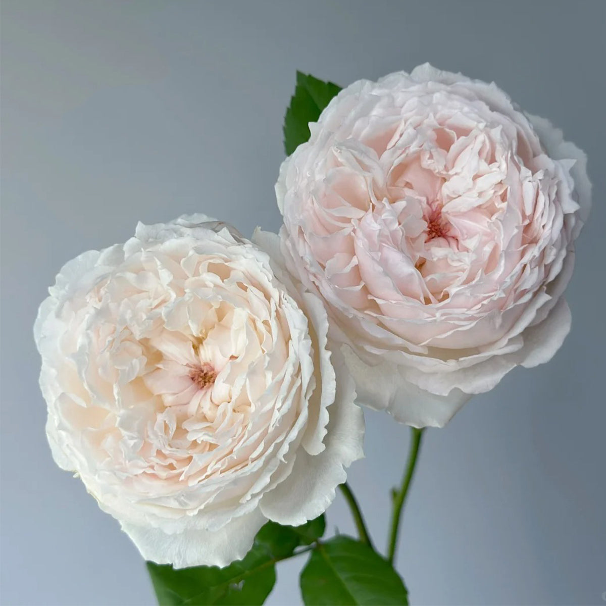 Cocotte Japanese Florist Shrub Rose