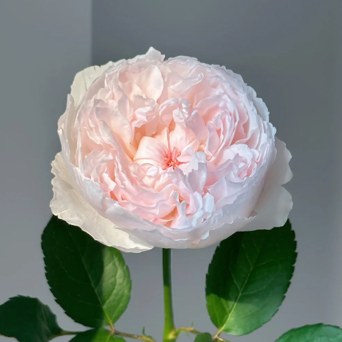 Cocotte Japanese Florist Shrub Rose