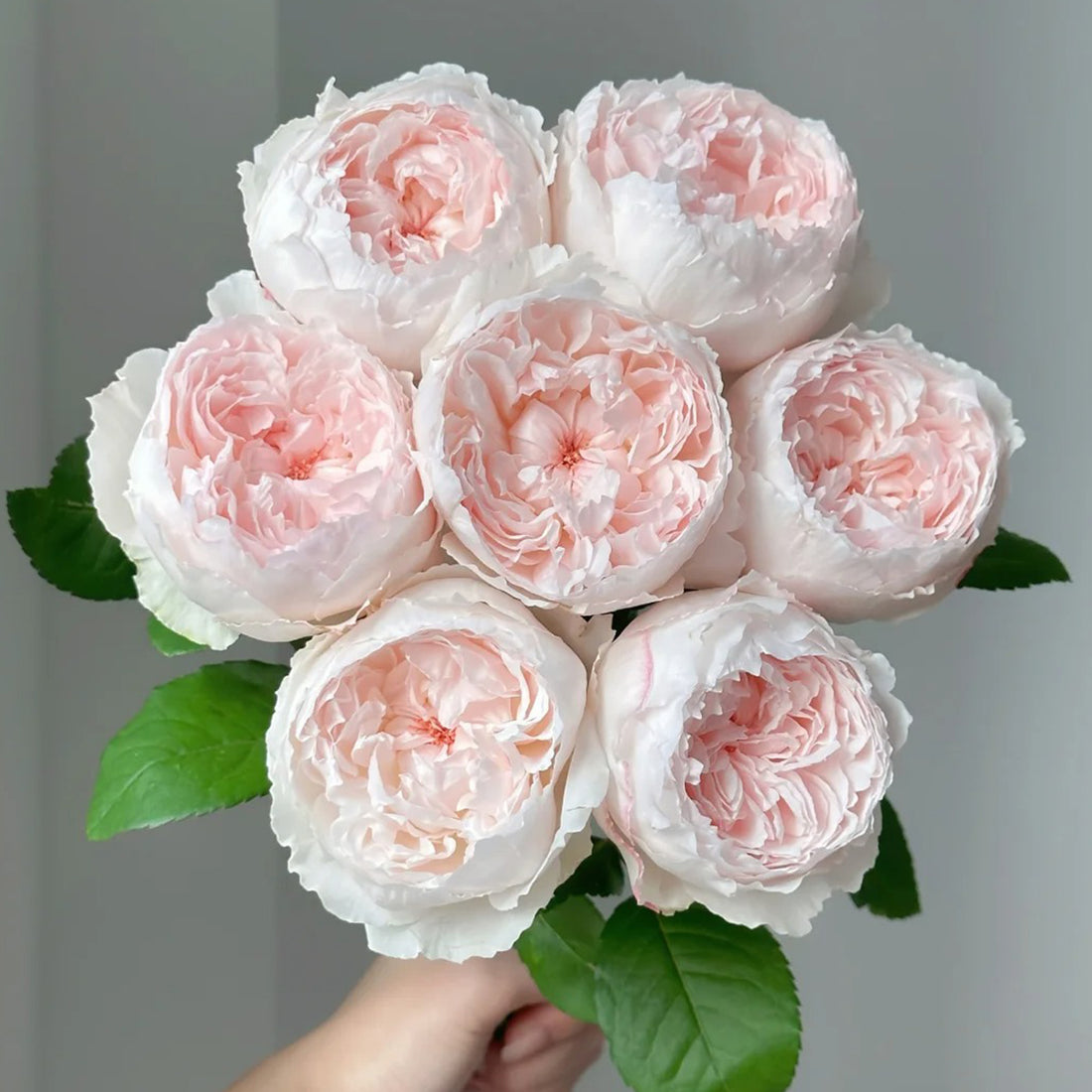 Cocotte Japanese Florist Shrub Rose
