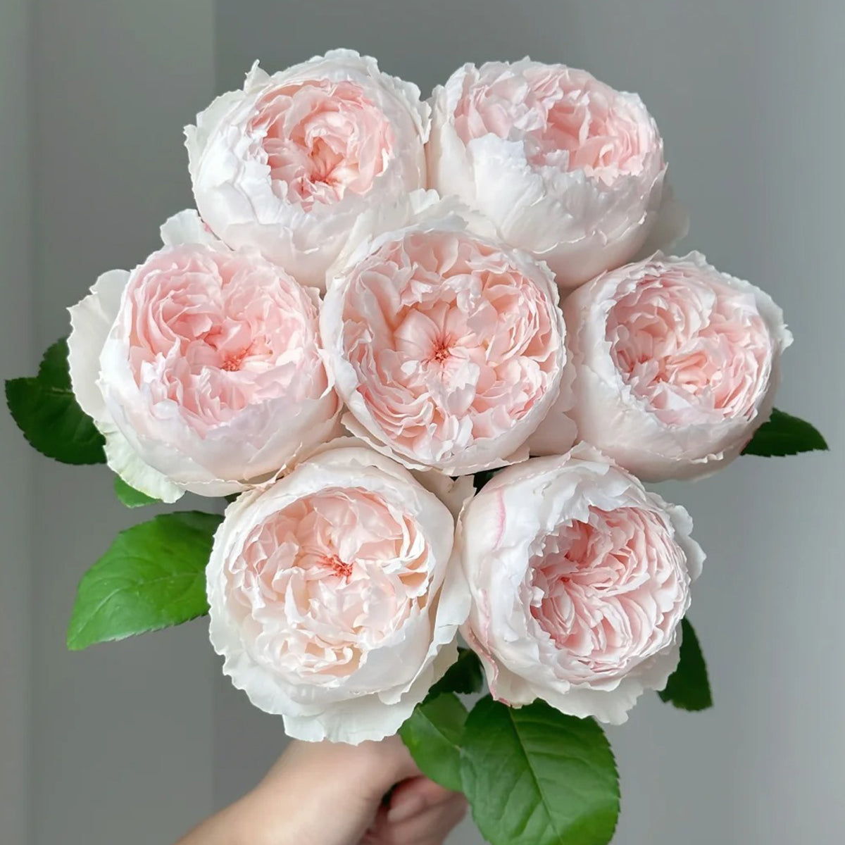 Cocotte Japanese Florist Shrub Rose