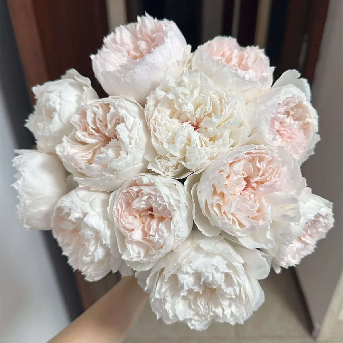 Cocotte Japanese Florist Shrub Rose
