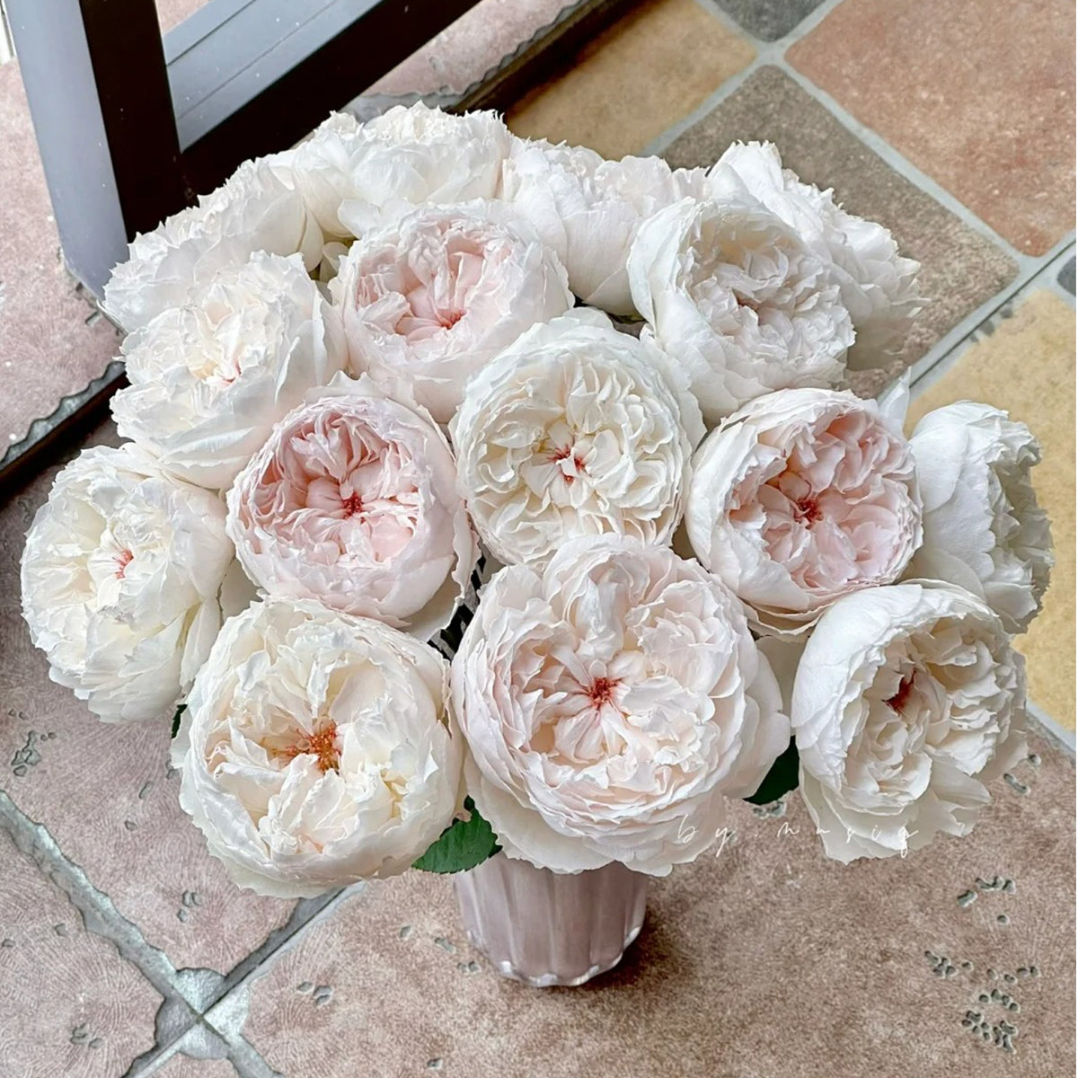 Cocotte Japanese Florist Shrub Rose