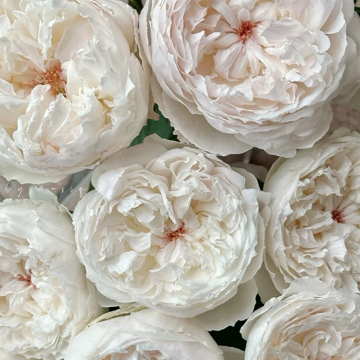 Cocotte Japanese Florist Shrub Rose