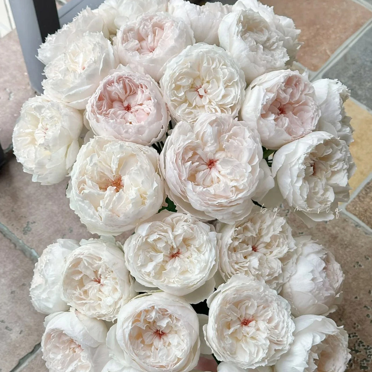 Cocotte Japanese Florist Shrub Rose