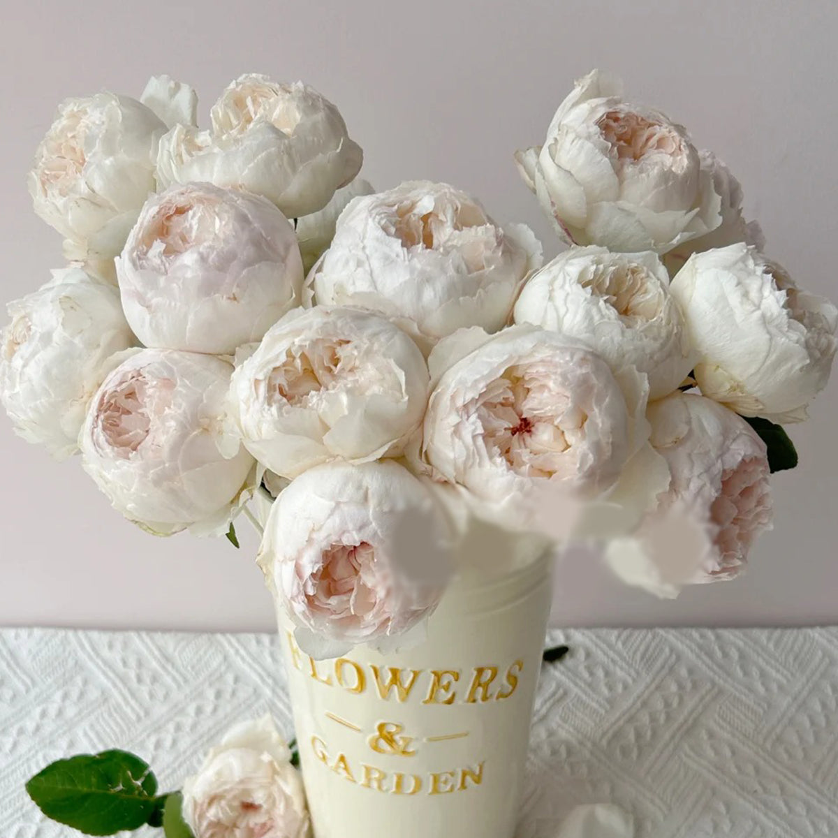 Cocotte Japanese Florist Shrub Rose