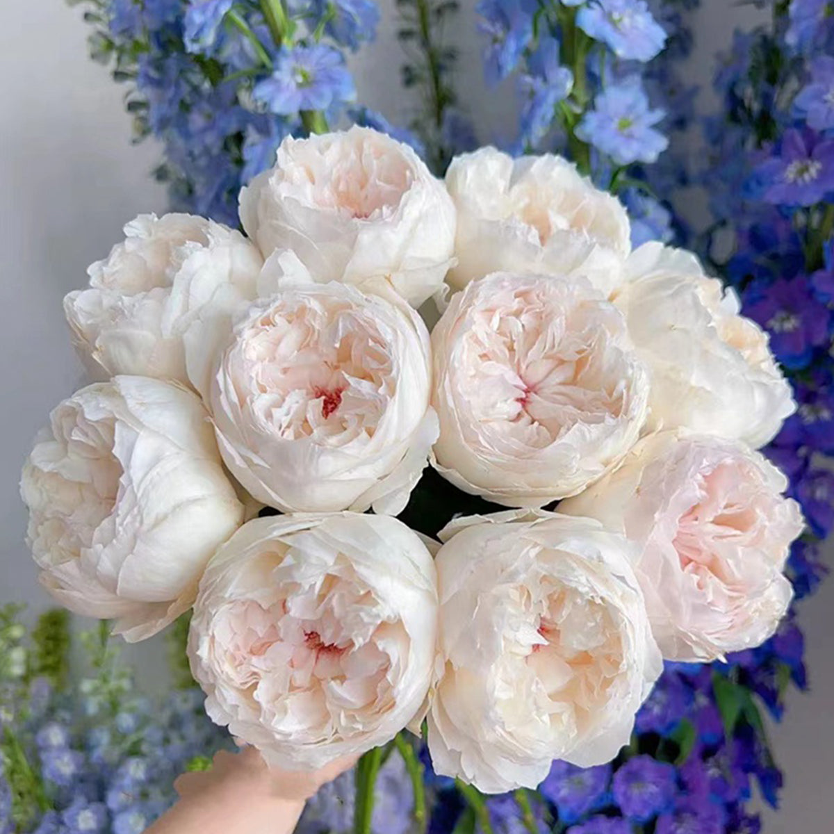 Cocotte Japanese Florist Shrub Rose
