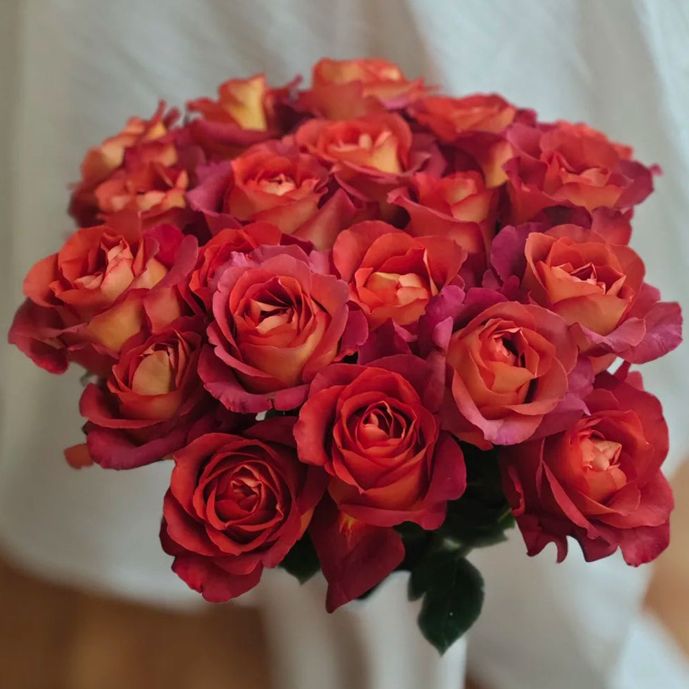 German Florist Shrub Rose Inspired by Coffee Break