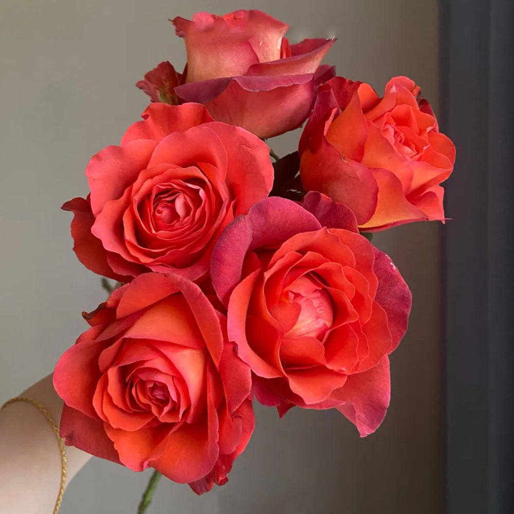 German Florist Shrub Rose Inspired by Coffee Break