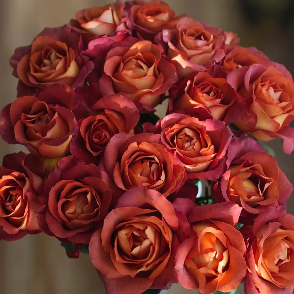 German Florist Shrub Rose Inspired by Coffee Break