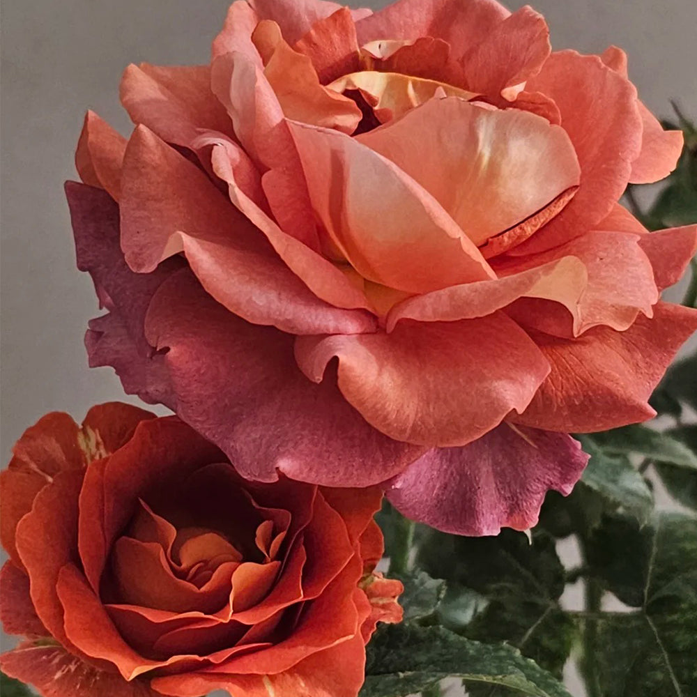 German Florist Shrub Rose Inspired by Coffee Break