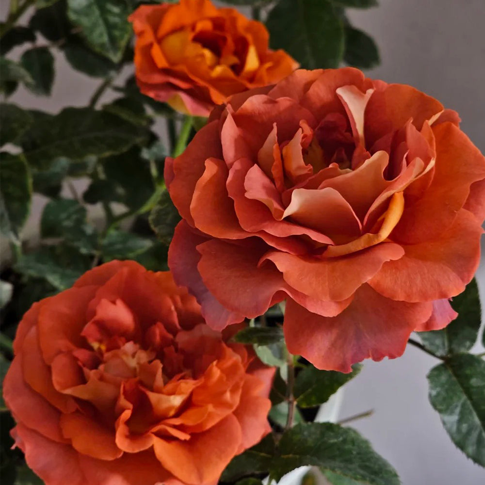 German Florist Shrub Rose Inspired by Coffee Break