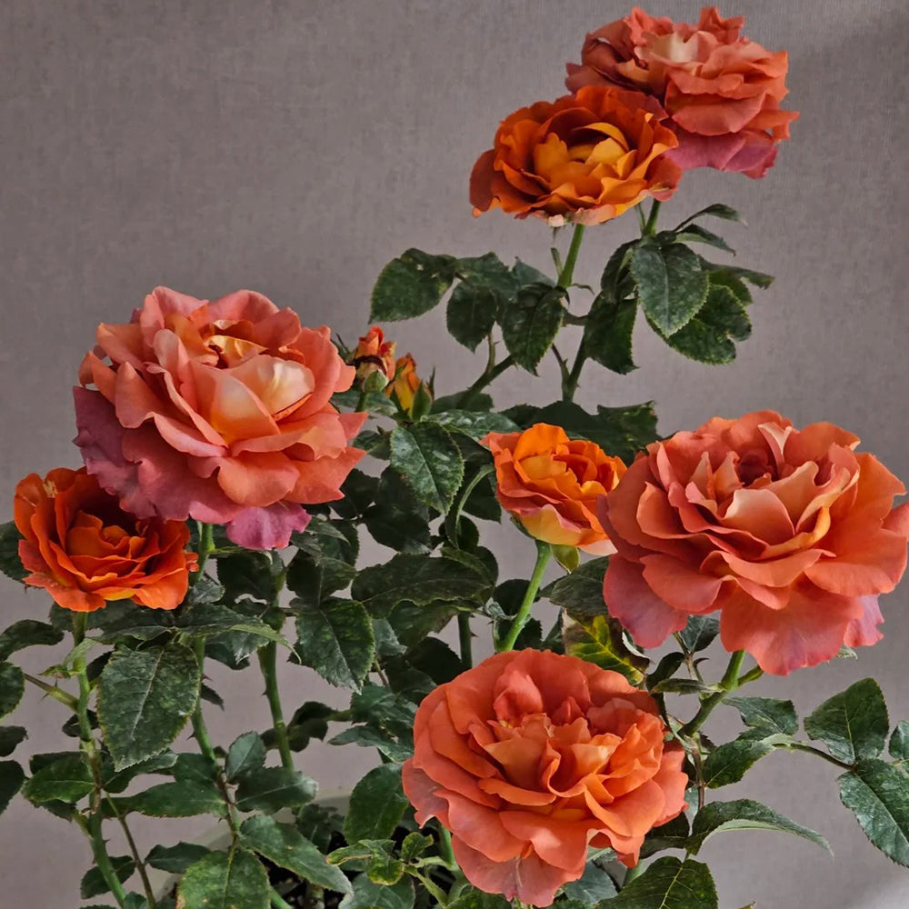 German Florist Shrub Rose Inspired by Coffee Break