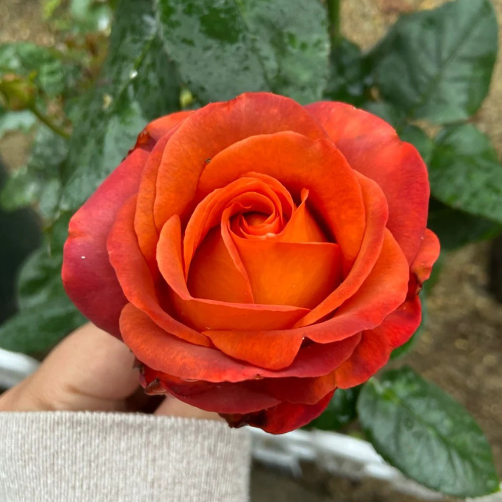 German Florist Shrub Rose Inspired by Coffee Break