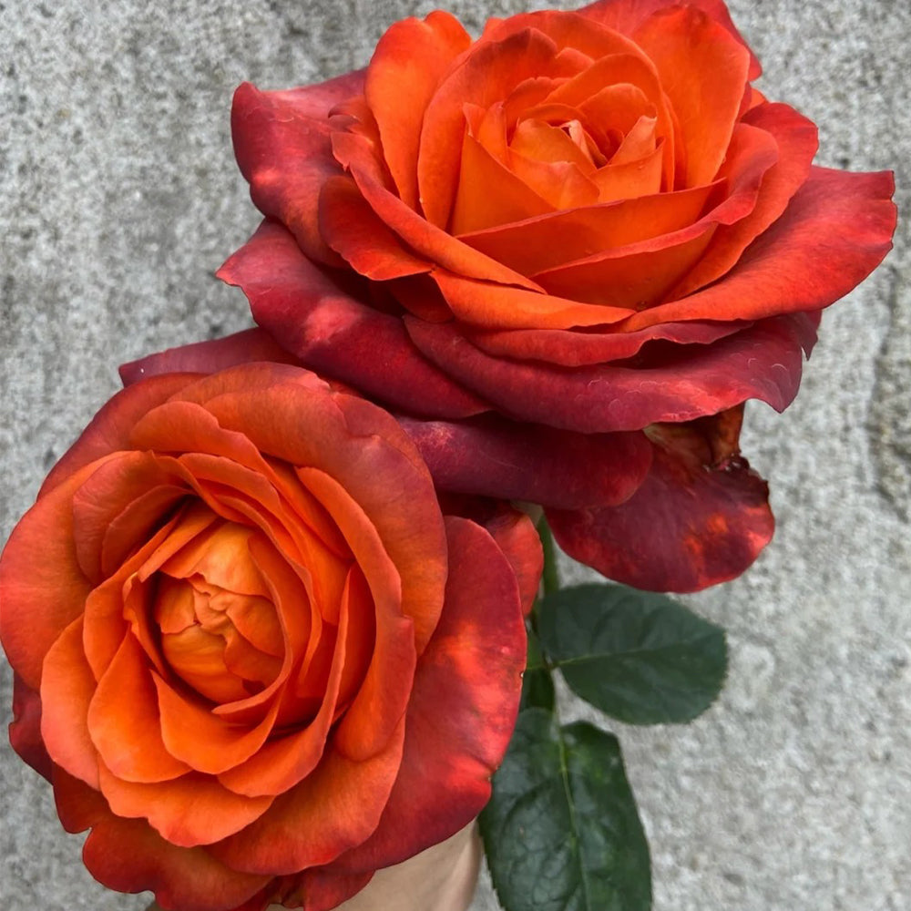 German Florist Shrub Rose Inspired by Coffee Break