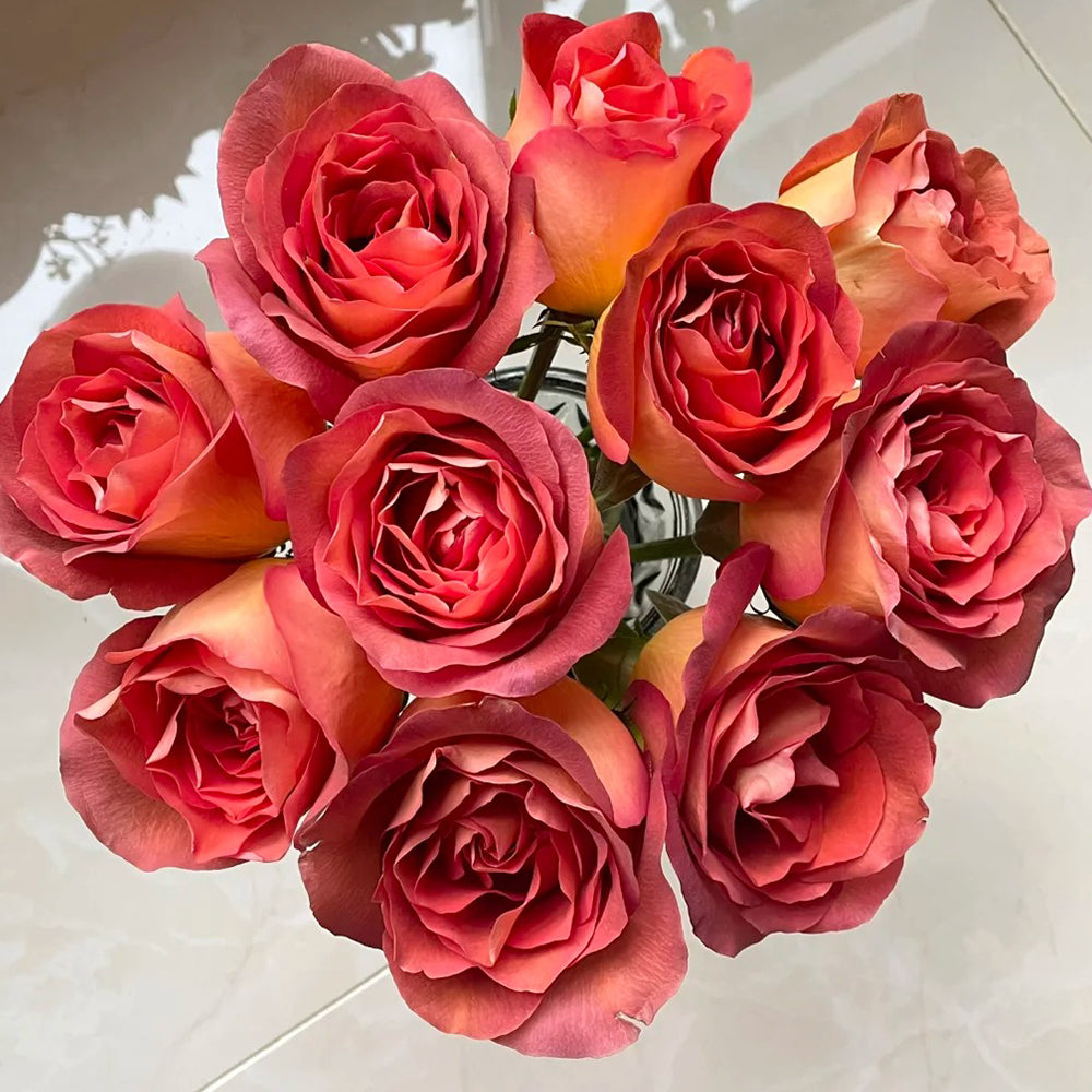 German Florist Shrub Rose Inspired by Coffee Break