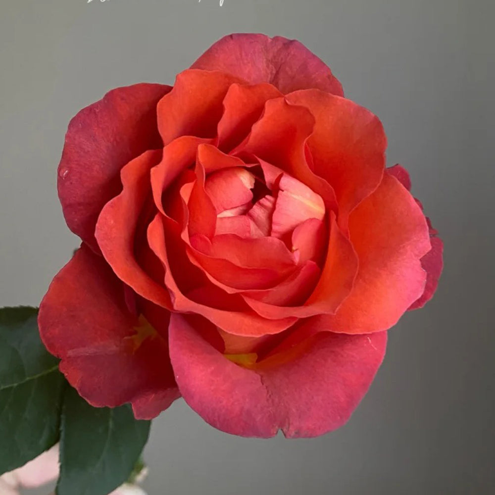 German Florist Shrub Rose Inspired by Coffee Break