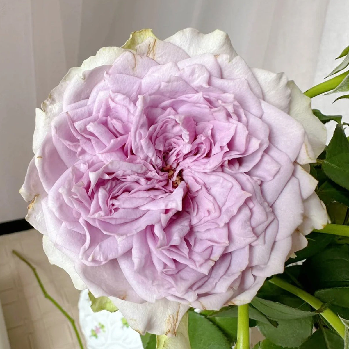 Coffret Japanese Florist Shrub Rose