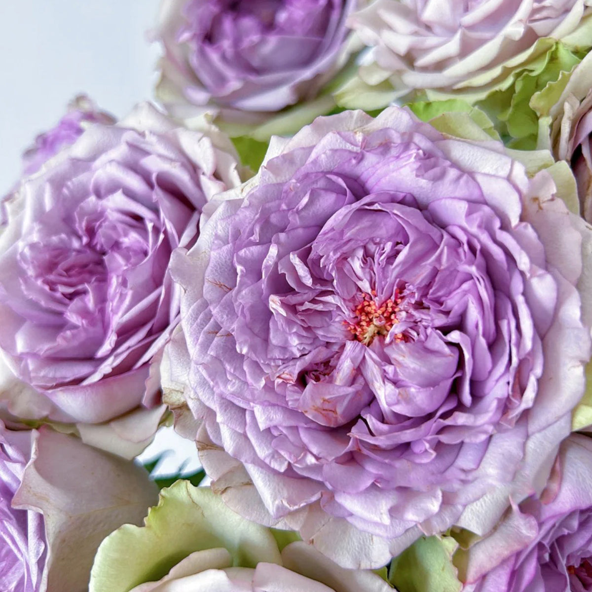 Coffret Japanese Florist Shrub Rose