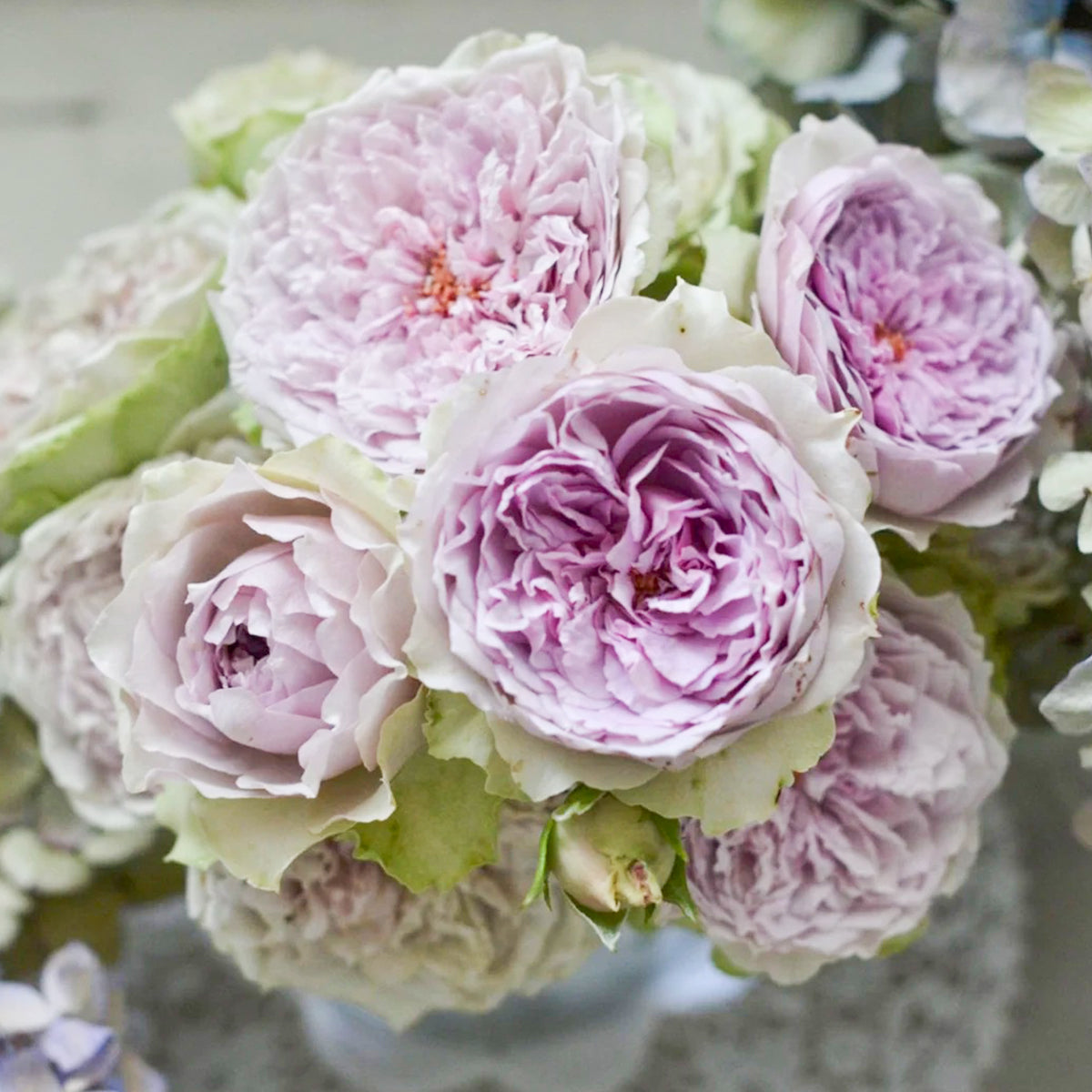 Coffret Japanese Florist Shrub Rose