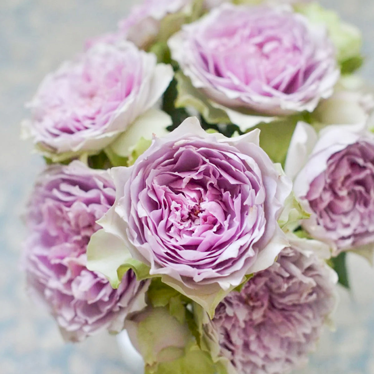 Coffret Japanese Florist Shrub Rose
