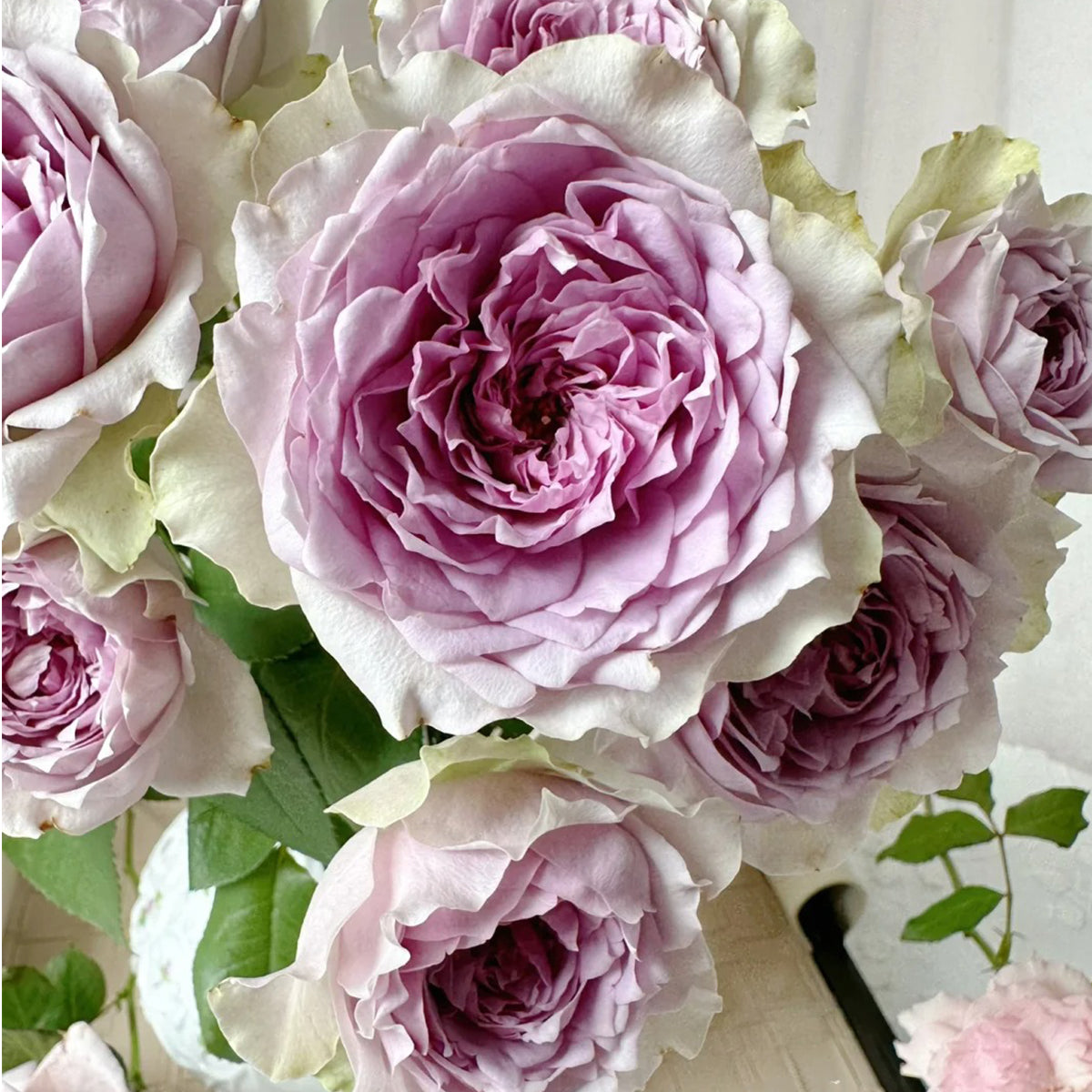 Coffret Japanese Florist Shrub Rose