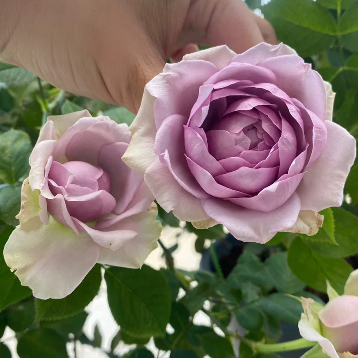 Coffret Japanese Florist Shrub Rose