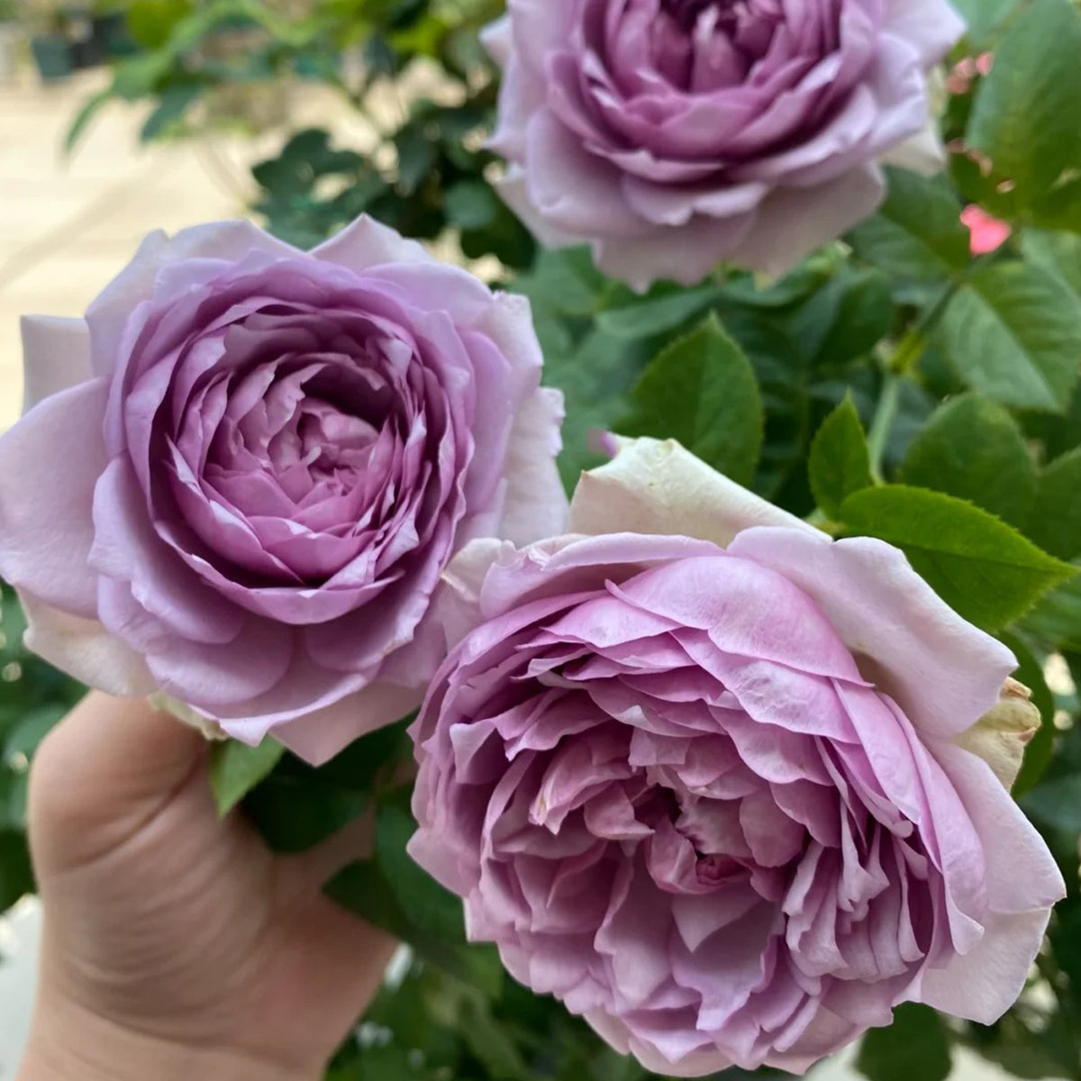 Coffret Japanese Florist Shrub Rose