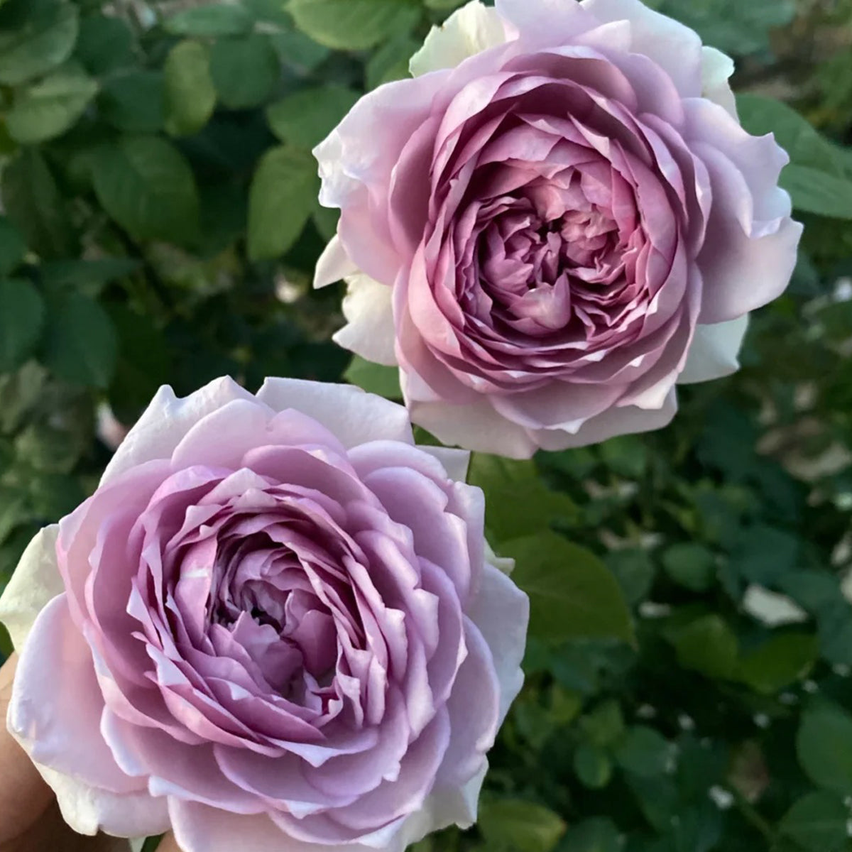 Coffret Japanese Florist Shrub Rose