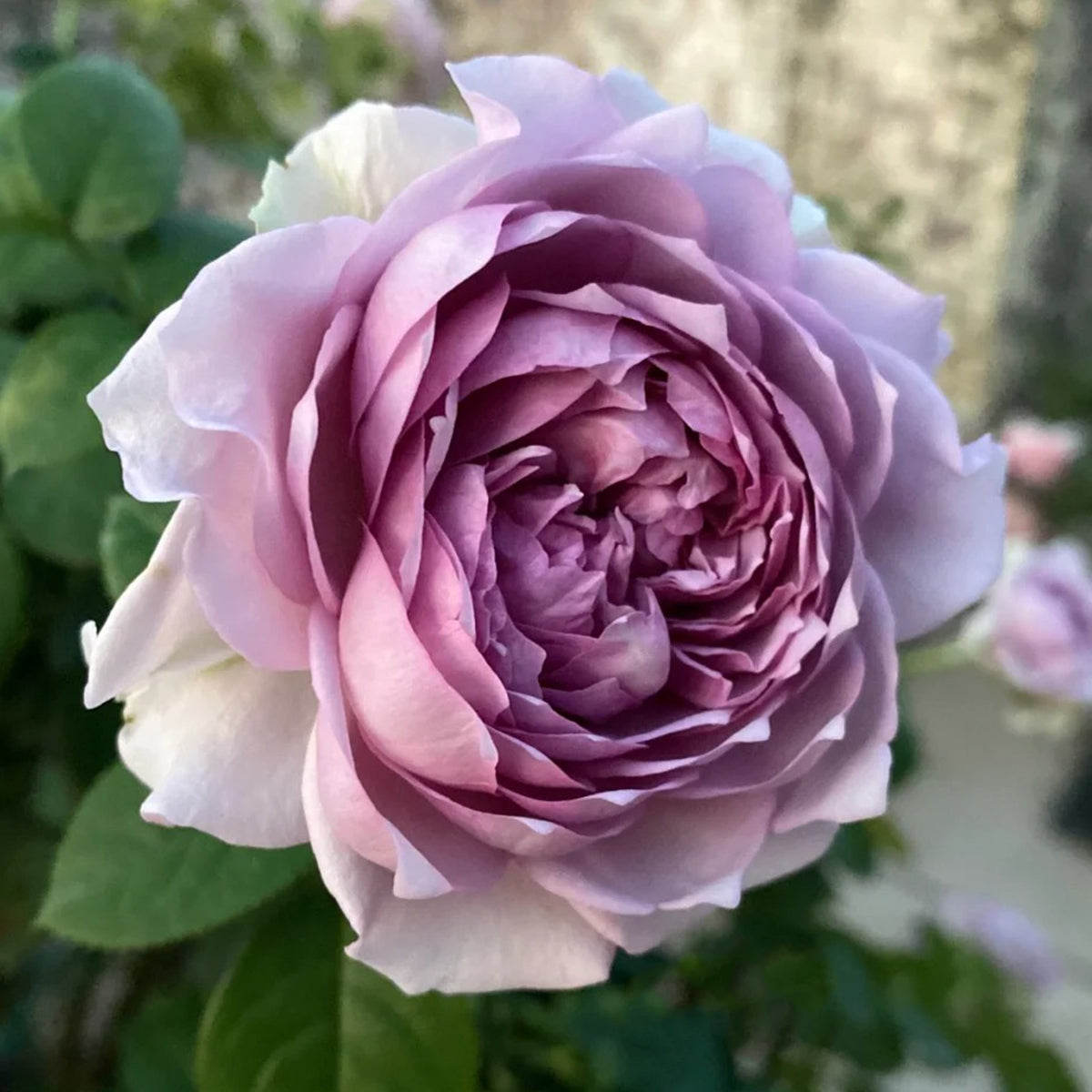 Coffret Japanese Florist Shrub Rose