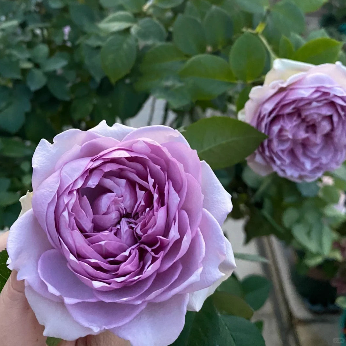 Coffret Japanese Florist Shrub Rose