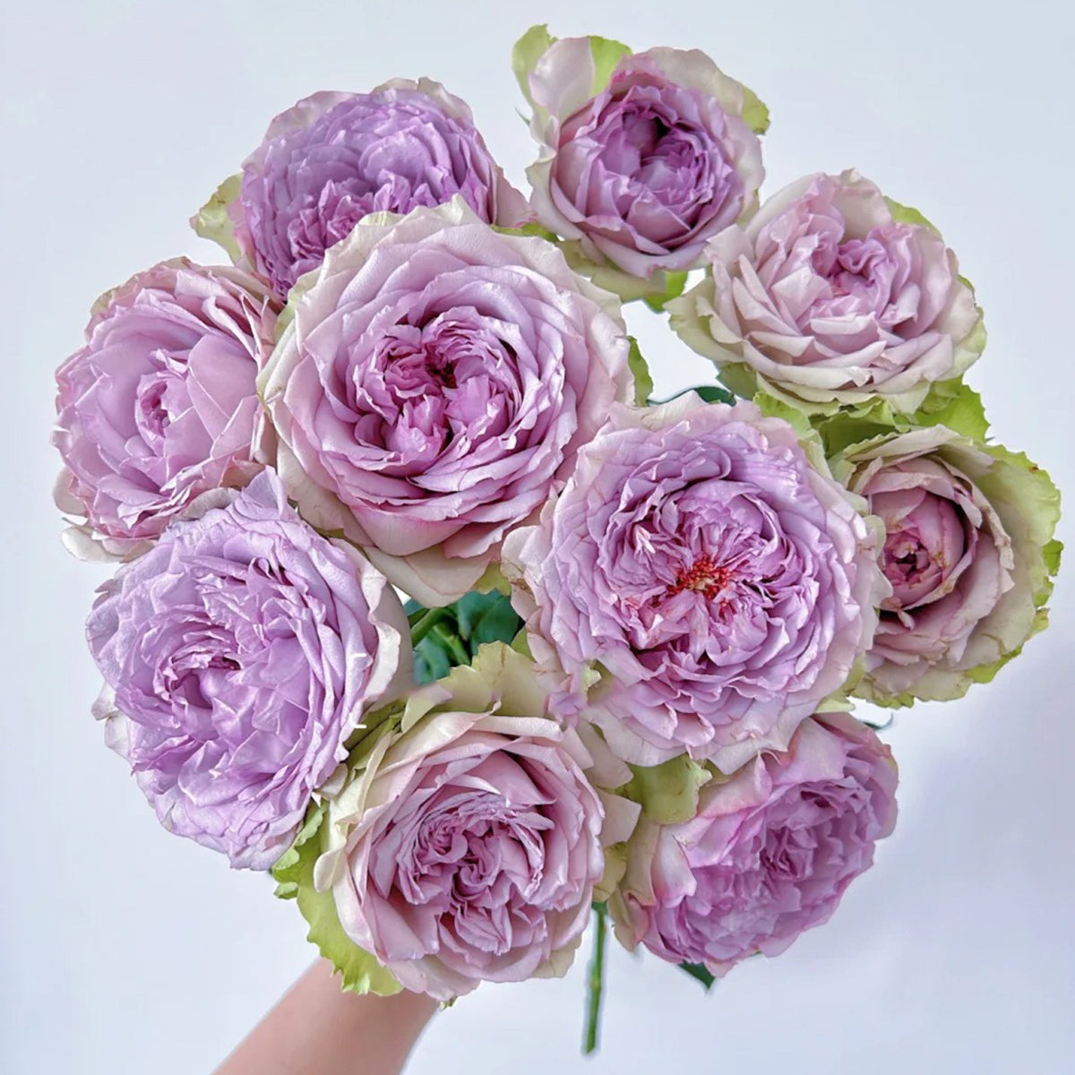 Coffret Japanese Florist Shrub Rose