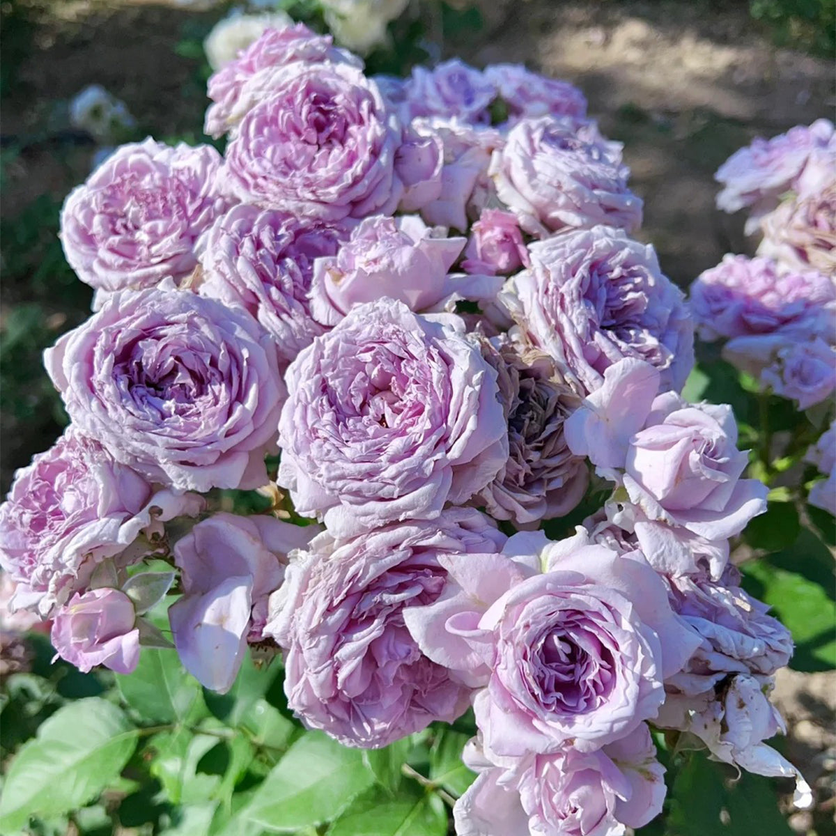 Colin Craven Japanese Florist Shrub Rose