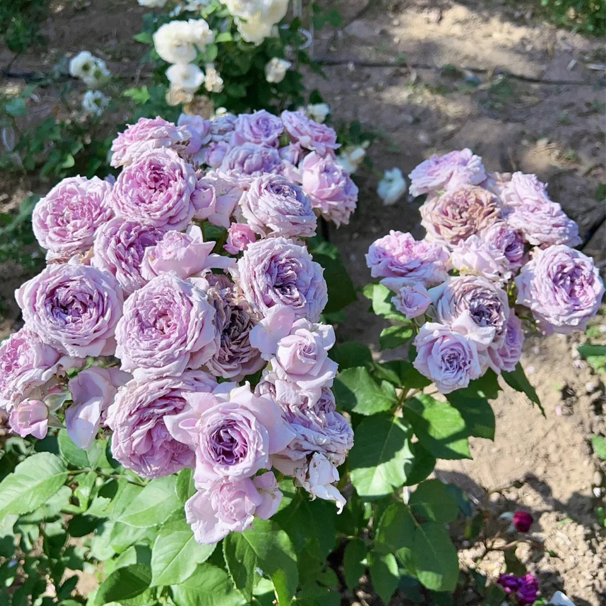 Colin Craven Japanese Florist Shrub Rose