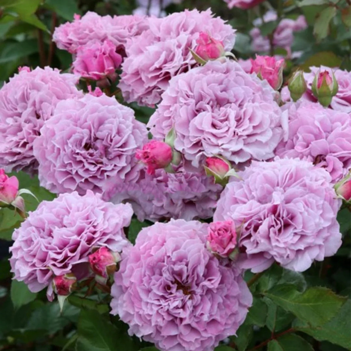 Colin Craven Japanese Florist Shrub Rose