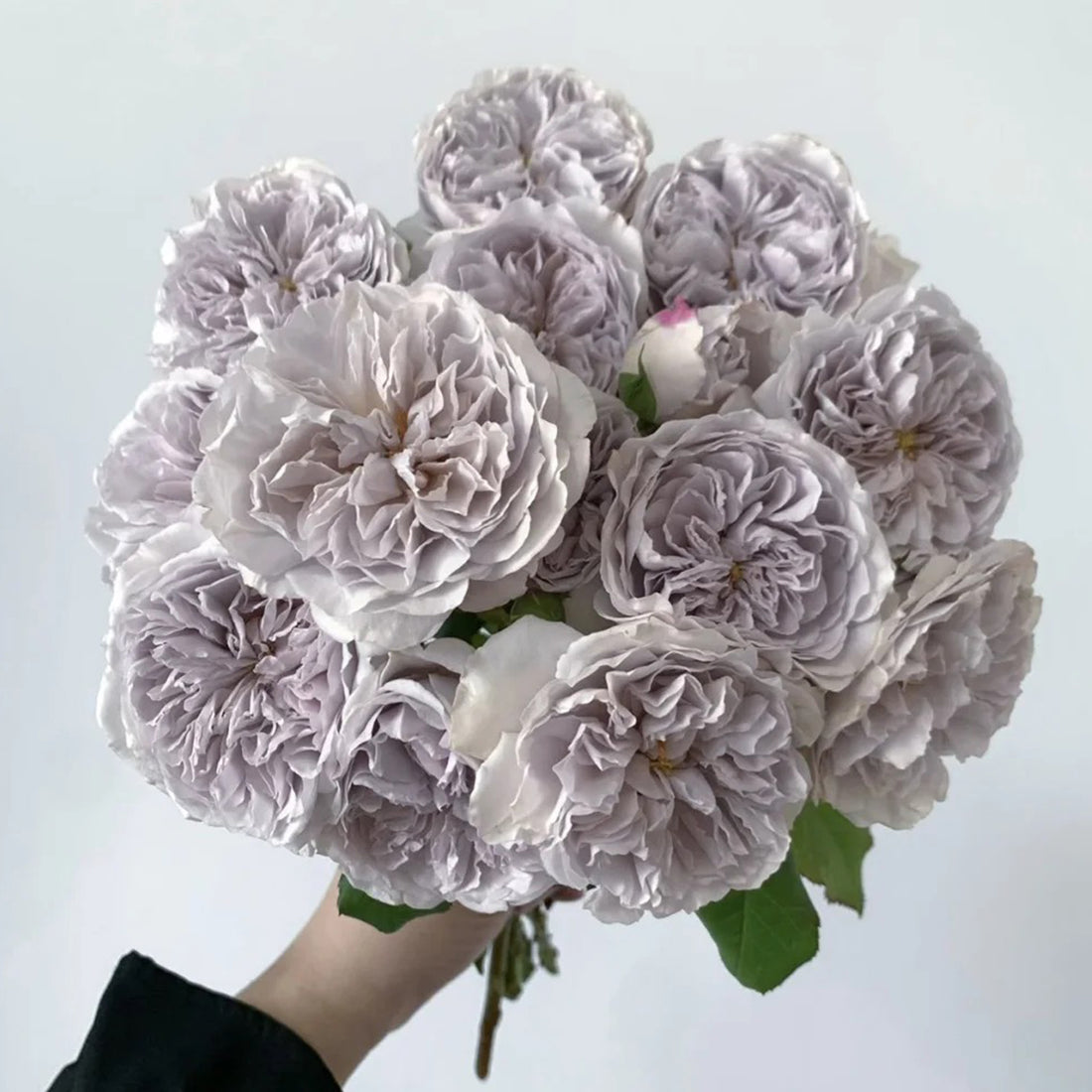 Color of Jupiter Japanese Florist Shrub Rose