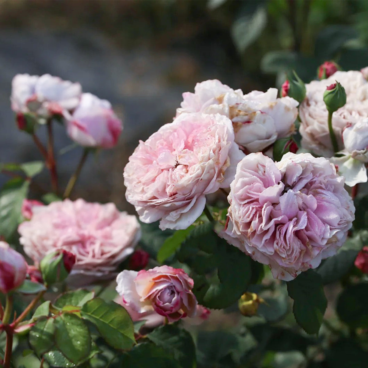Color of Jupiter Japanese Florist Shrub Rose