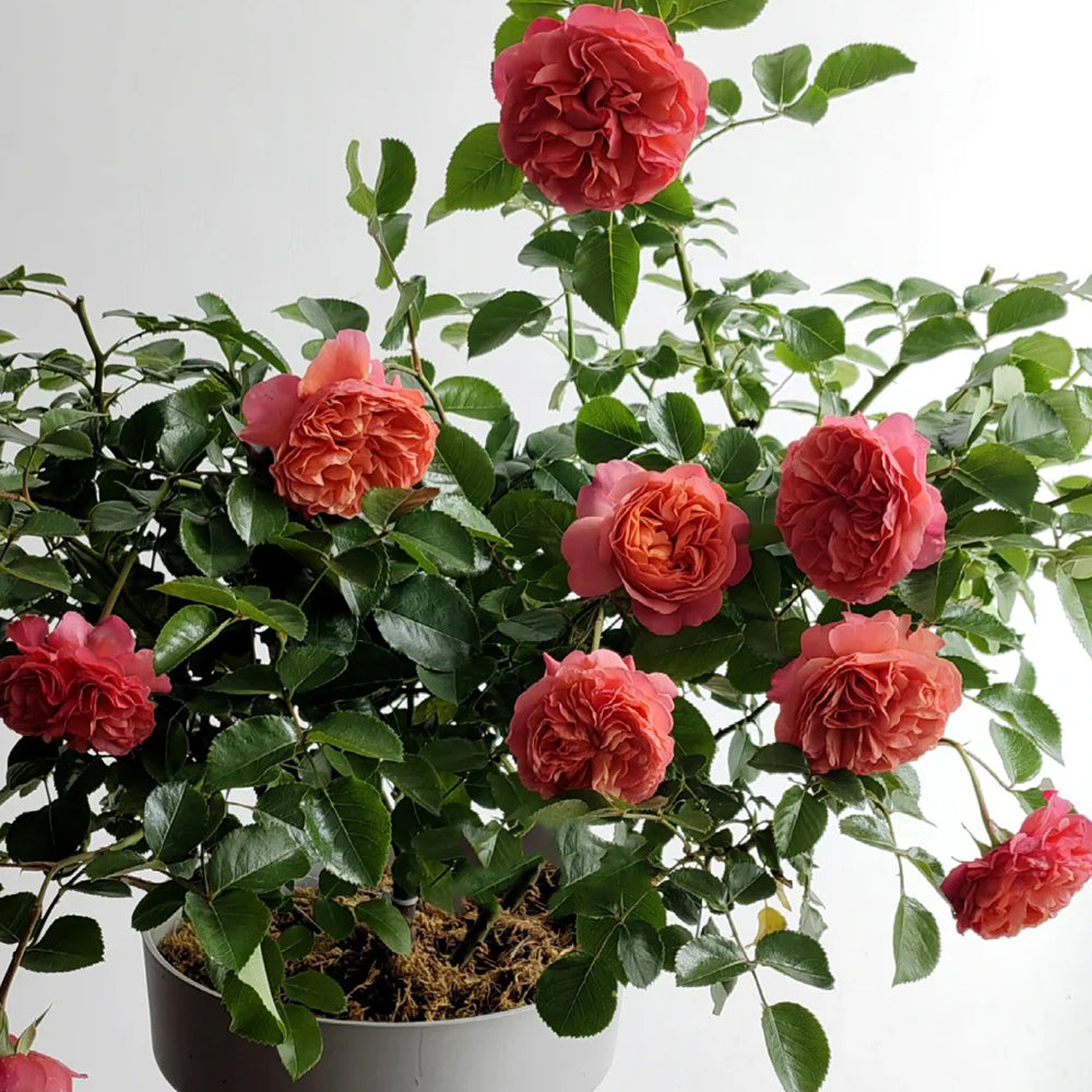 Coral Lions Rose German Florist Shrub Rose
