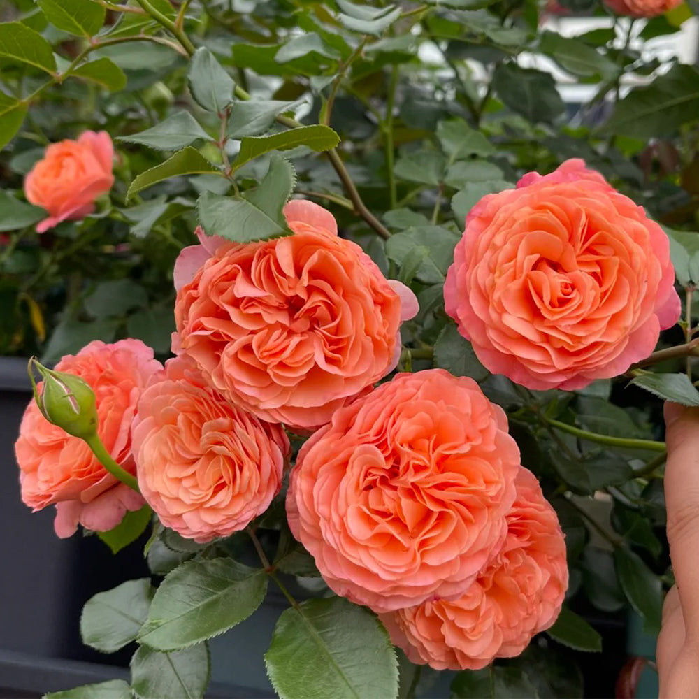 Coral Lions Rose German Florist Shrub Rose