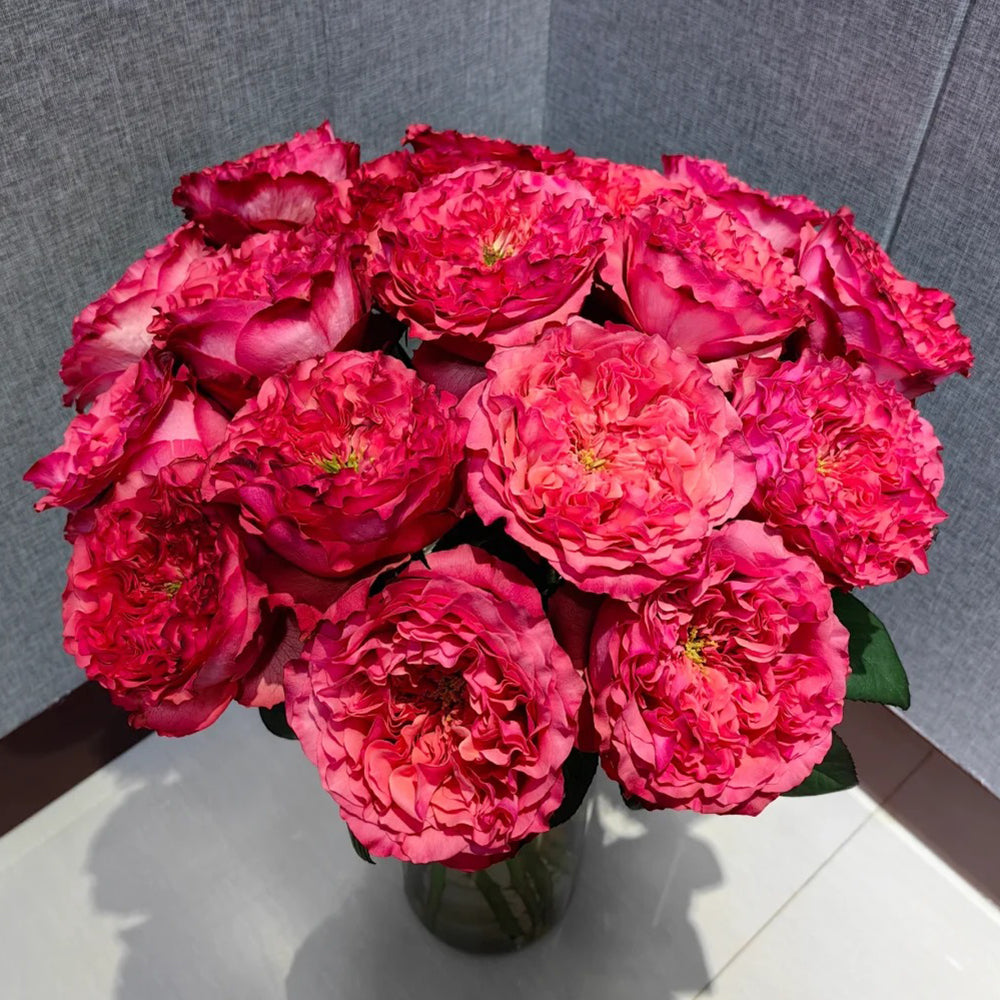 Dutch Florist Shrub Rose Inspired by Coral Reeva