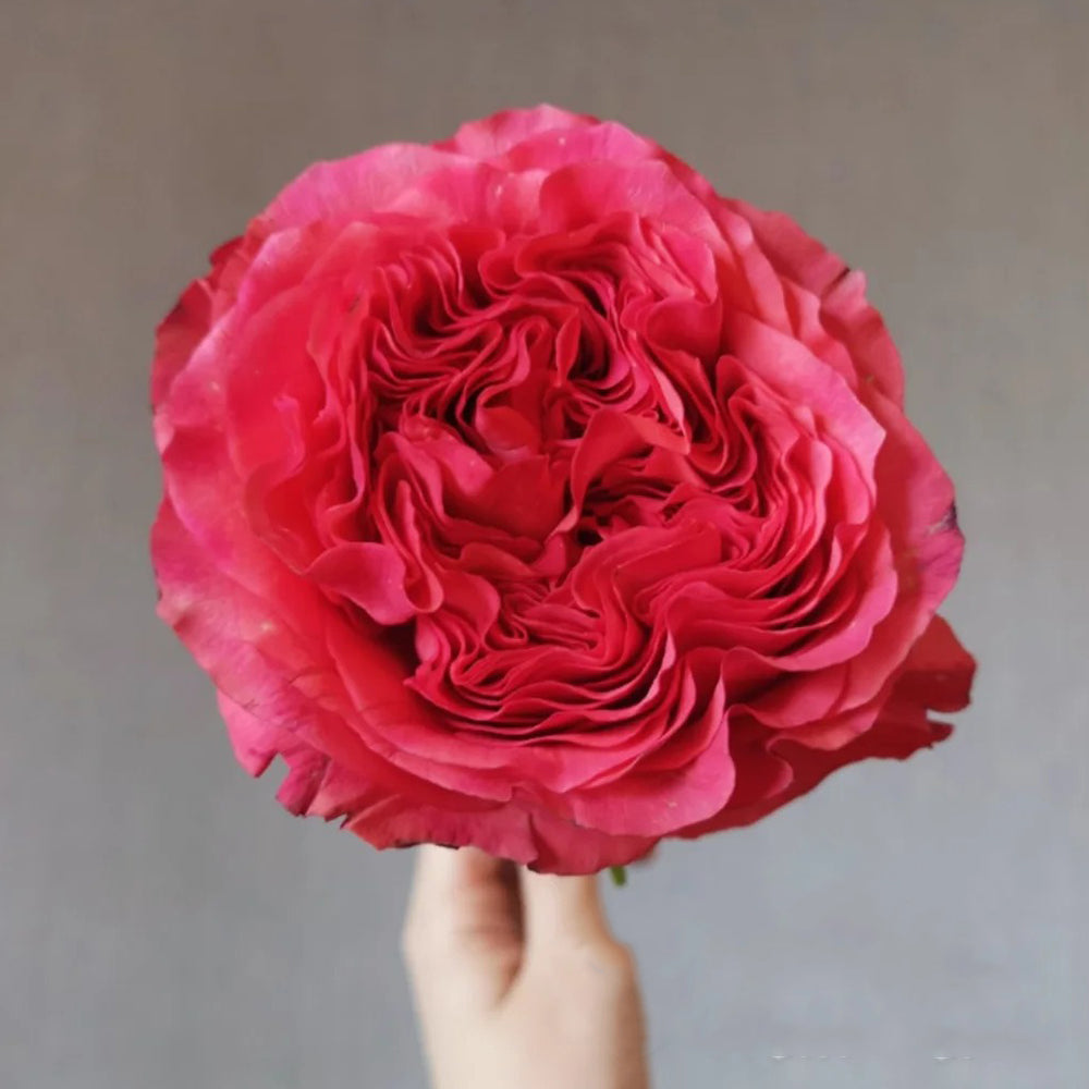 Dutch Florist Shrub Rose Inspired by Coral Reeva