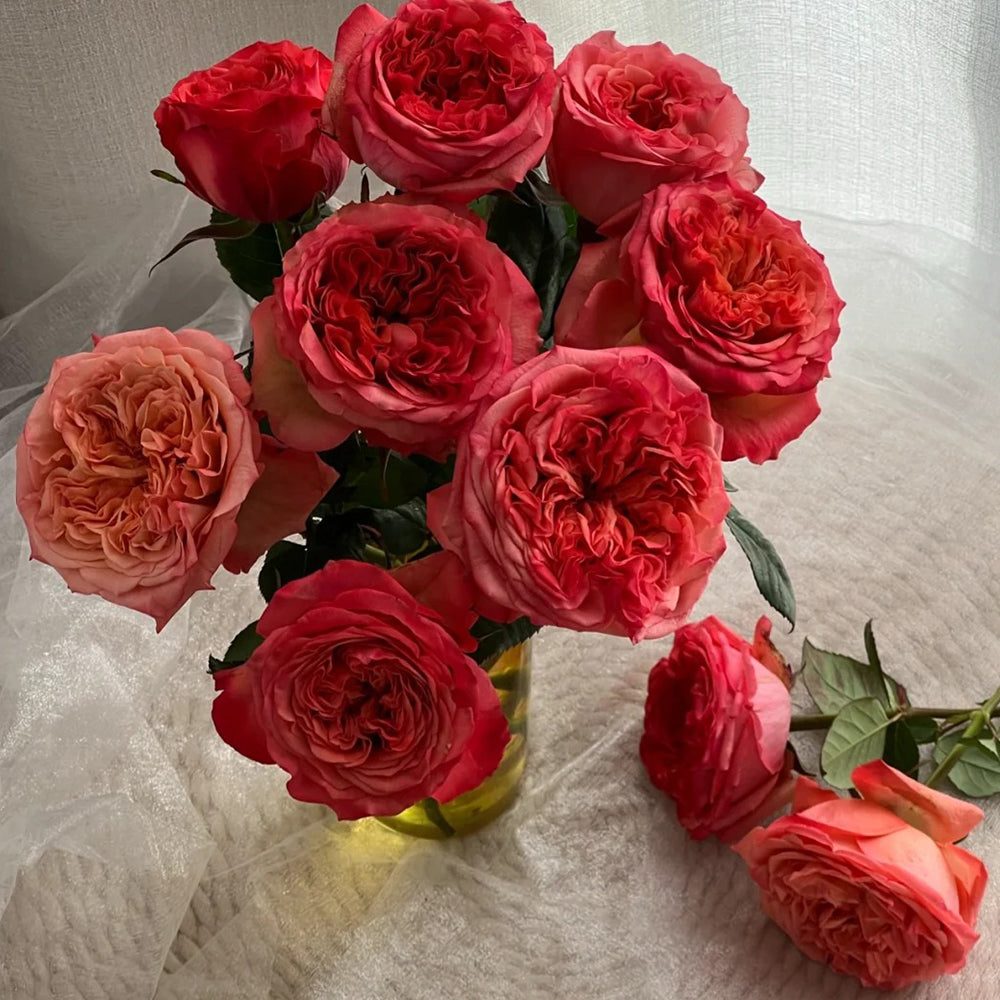 Dutch Florist Shrub Rose Inspired by Coral Reeva