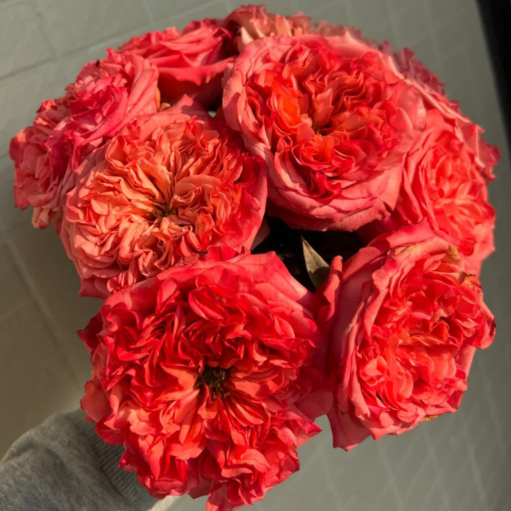 Dutch Florist Shrub Rose Inspired by Coral Reeva