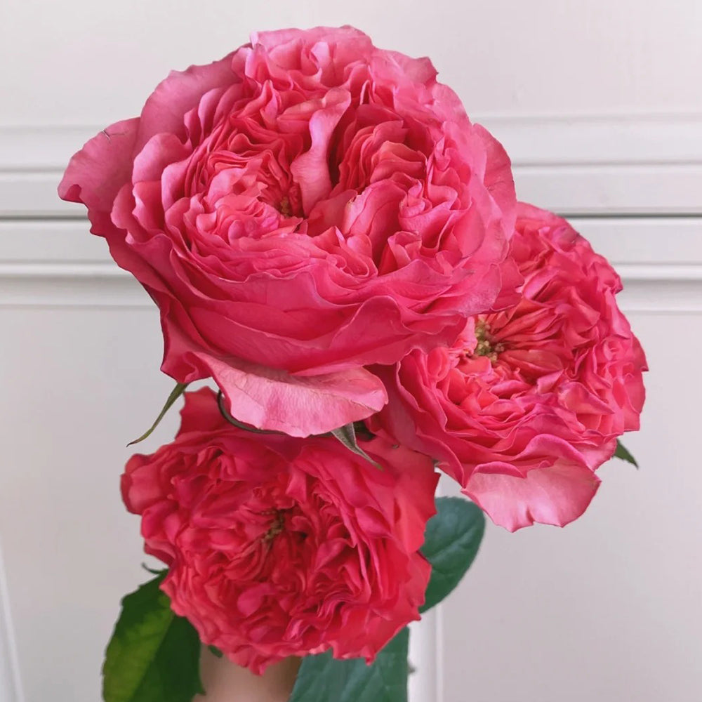 Dutch Florist Shrub Rose Inspired by Coral Reeva