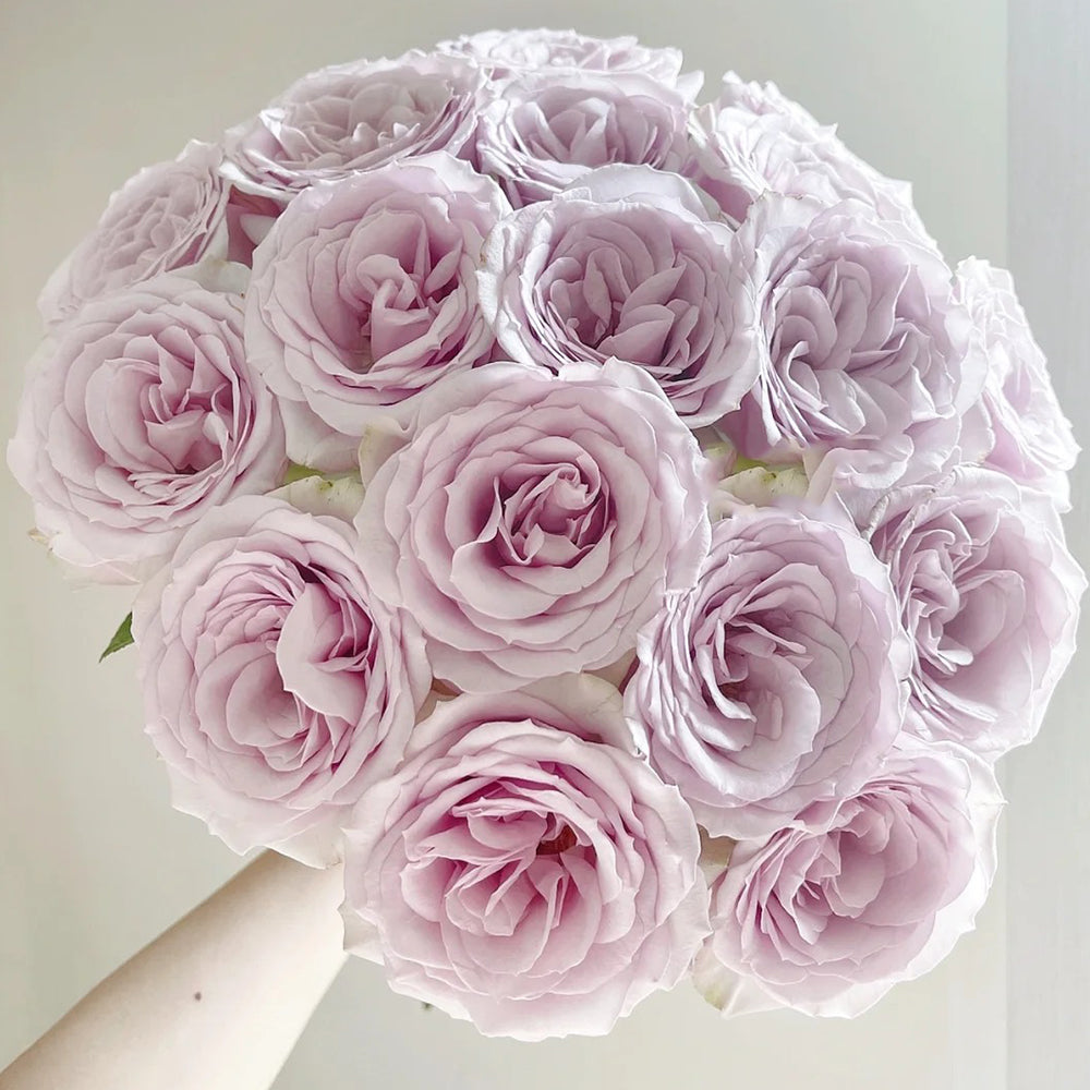 Corset Florist Shrub Rose