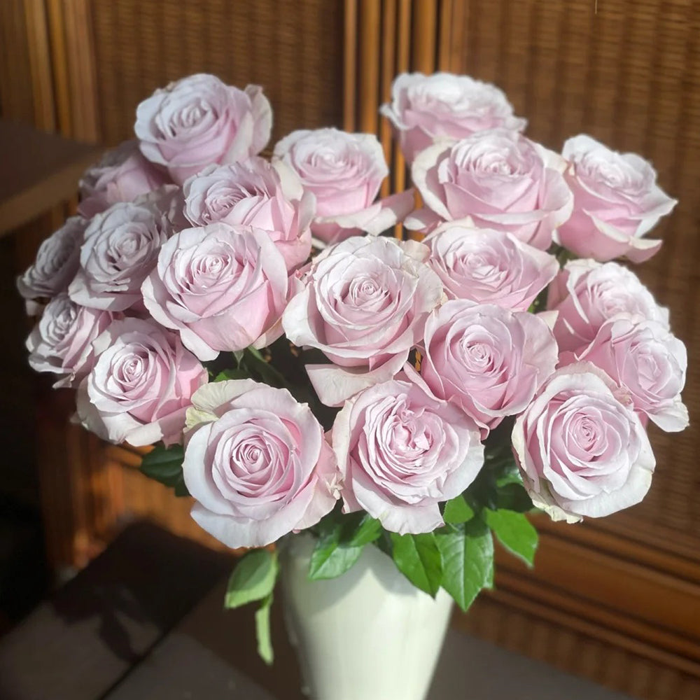 Corset Florist Shrub Rose