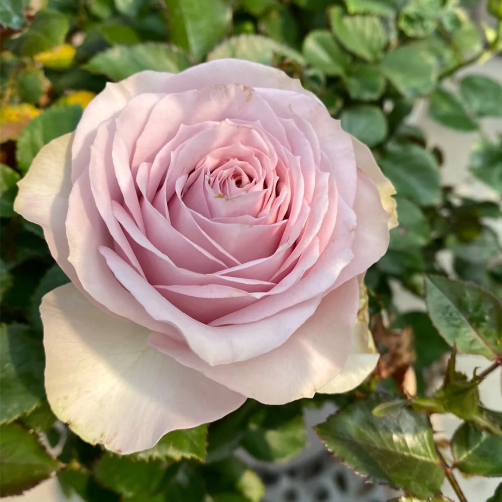 Corset Florist Shrub Rose