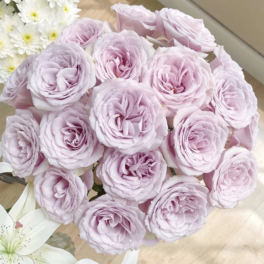 Corset Florist Shrub Rose